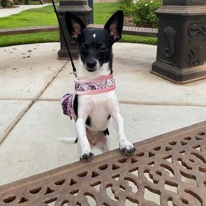 Meet your Posher, Bella